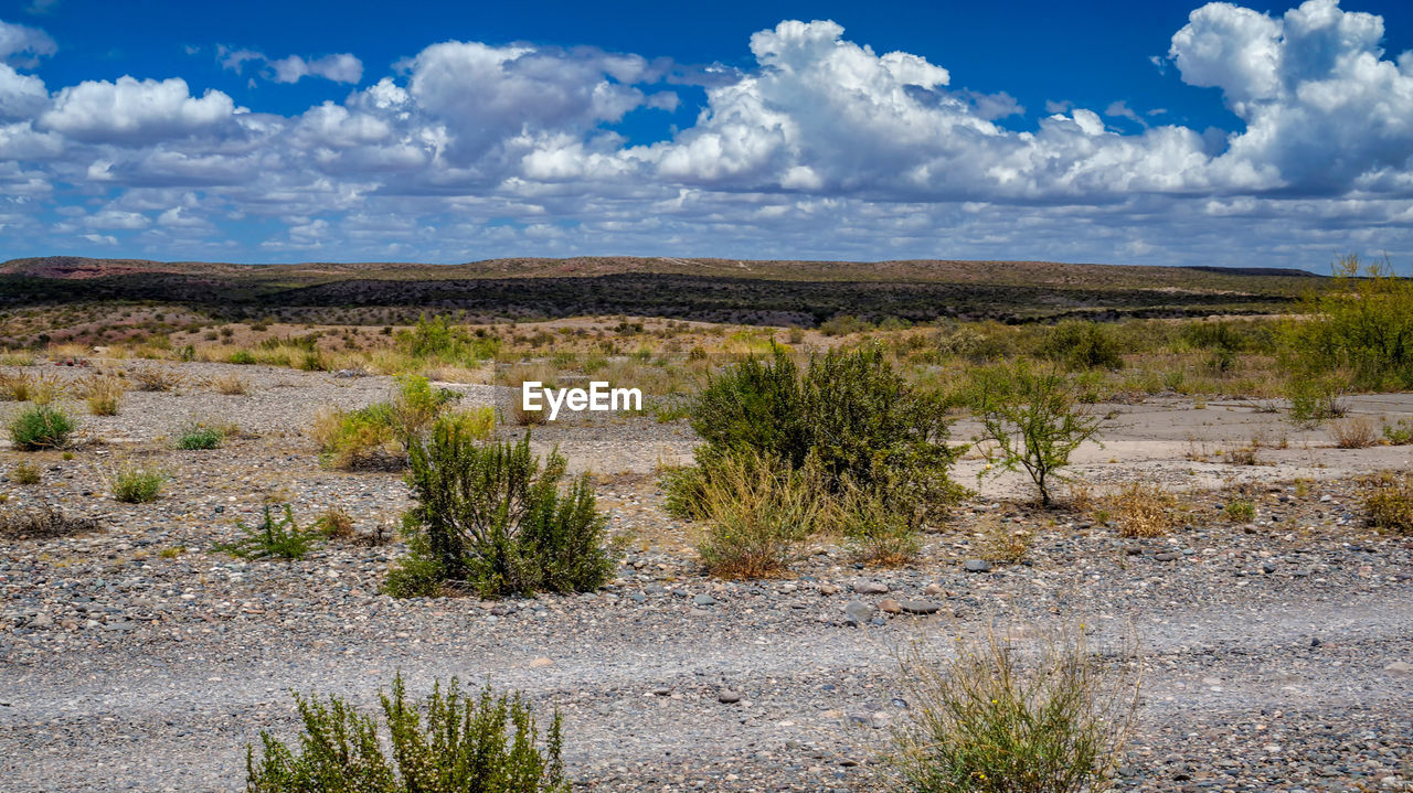 SCENIC VIEW OF SWAMP AGAINST SKY