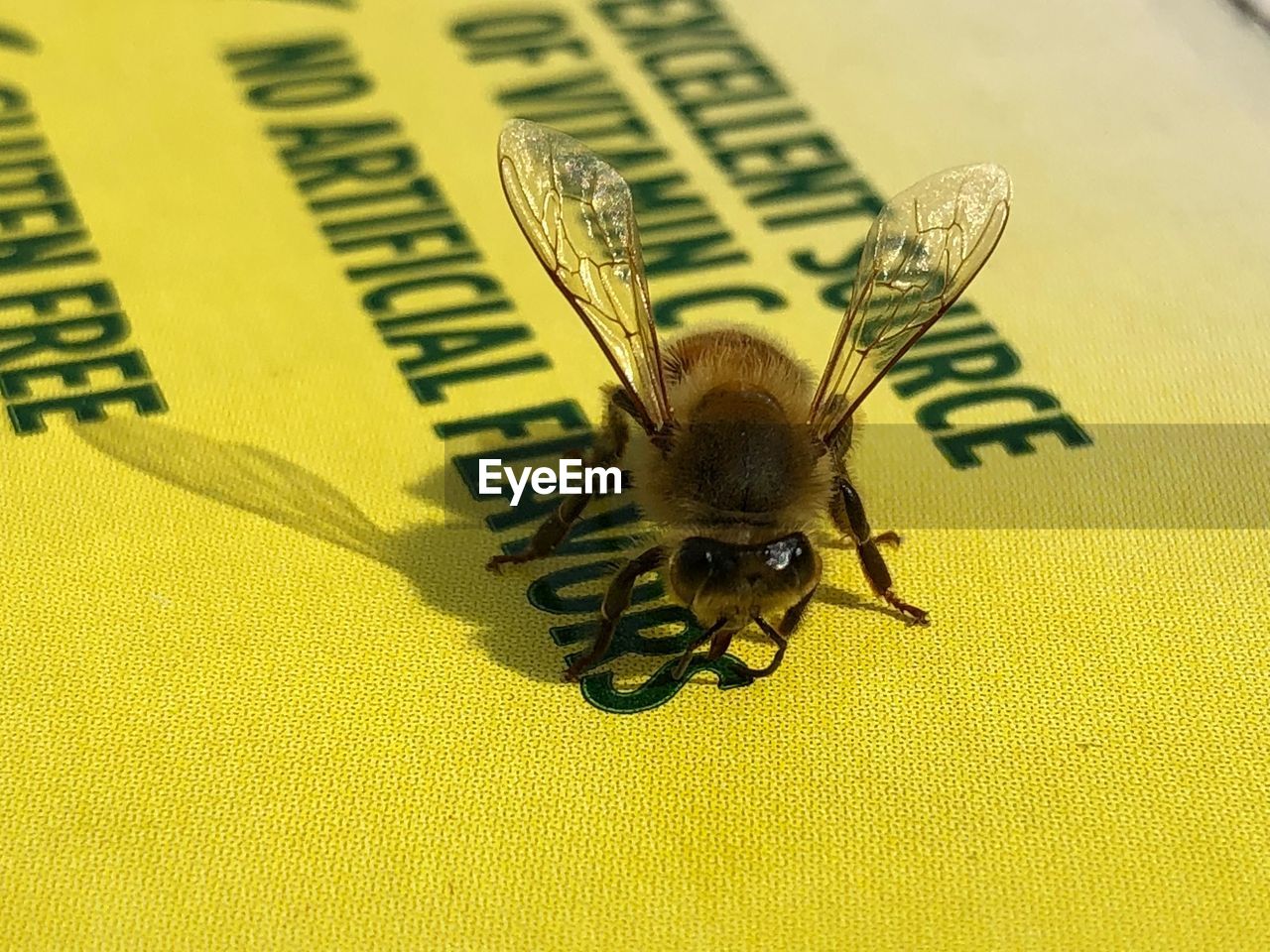 CLOSE-UP OF HONEY BEE ON A YELLOW FLOWER