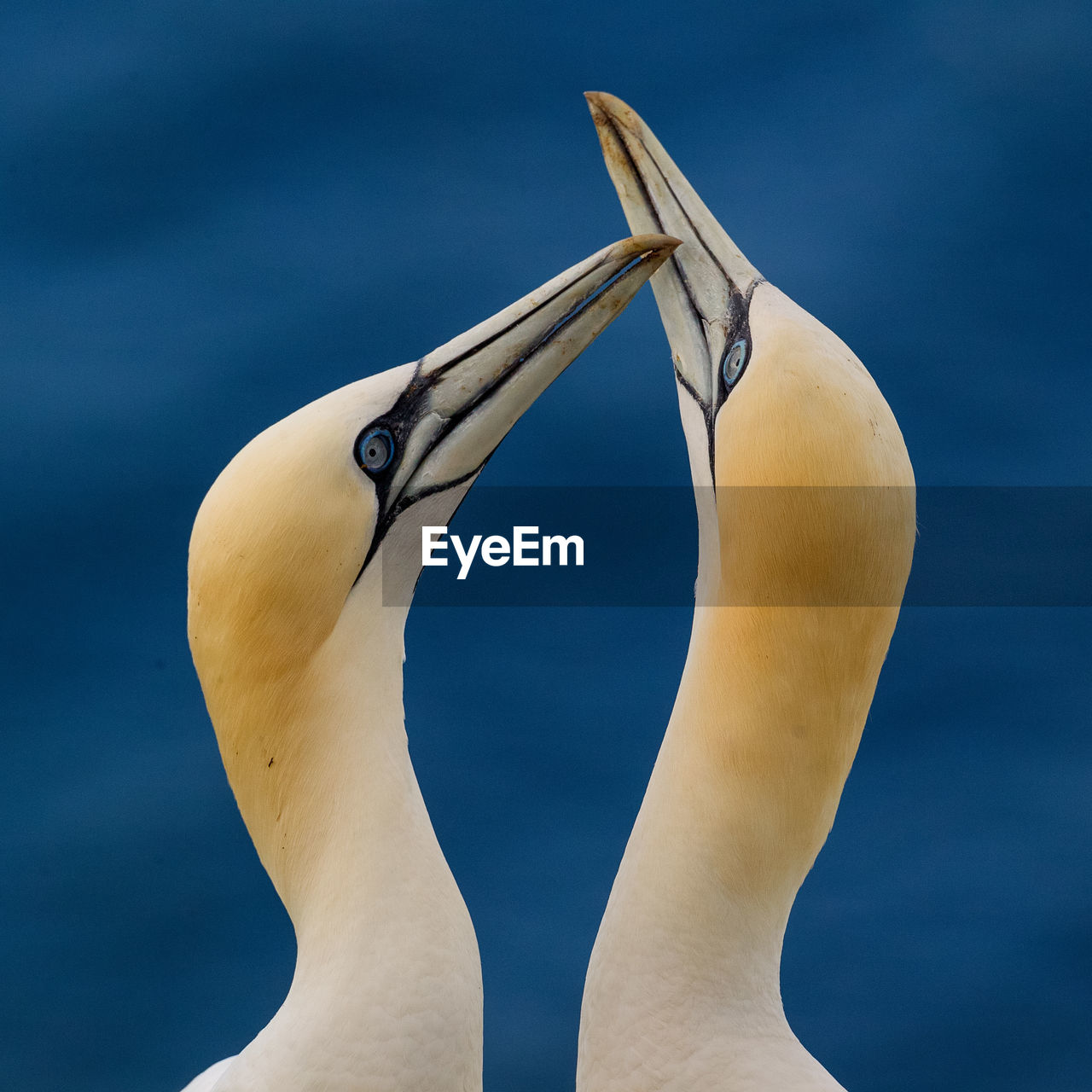 Close-up of gannets against sea