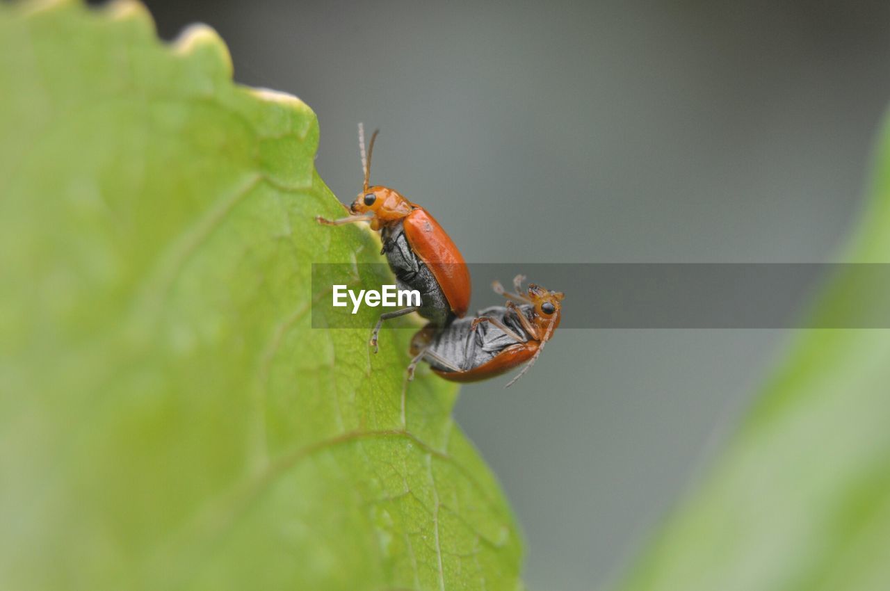 Bugs mating on leaf