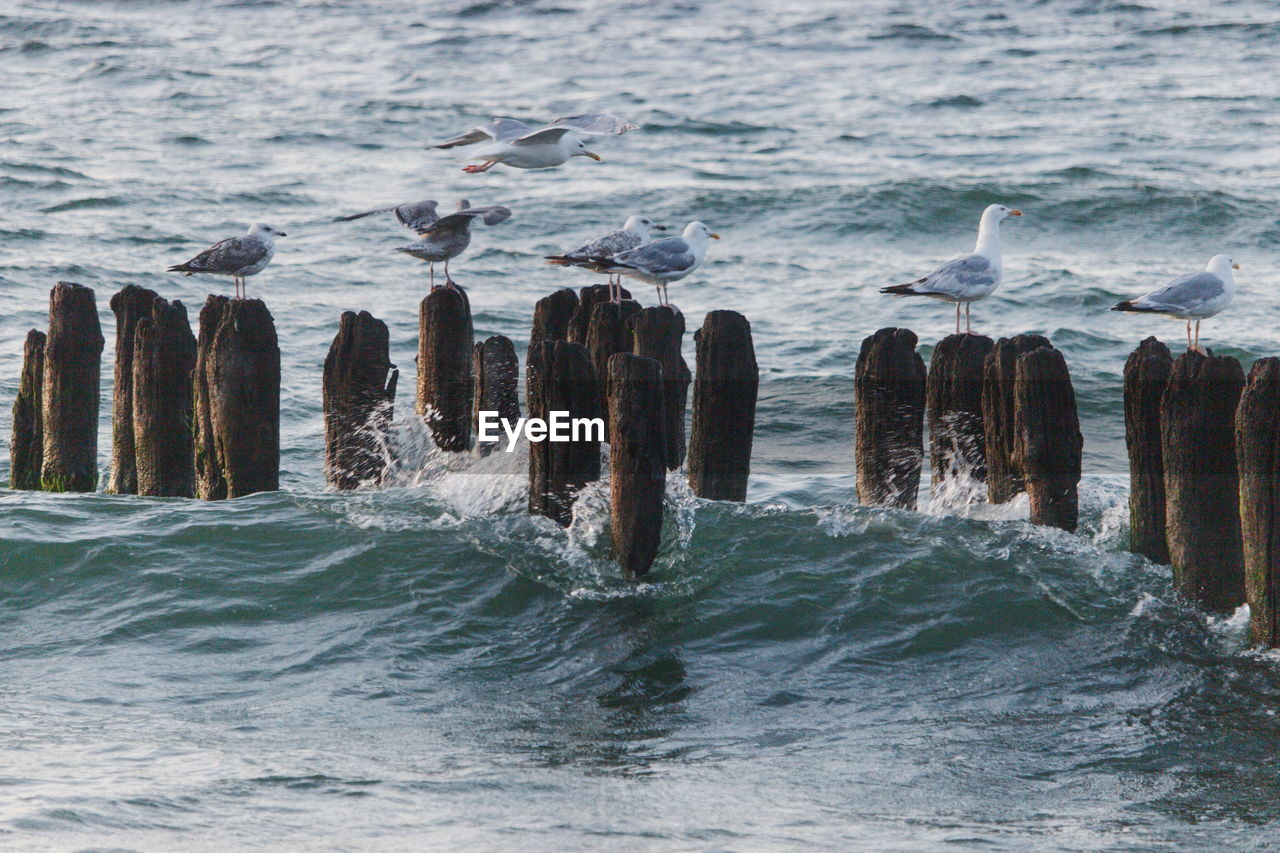 Seagull on wooden posts in sea