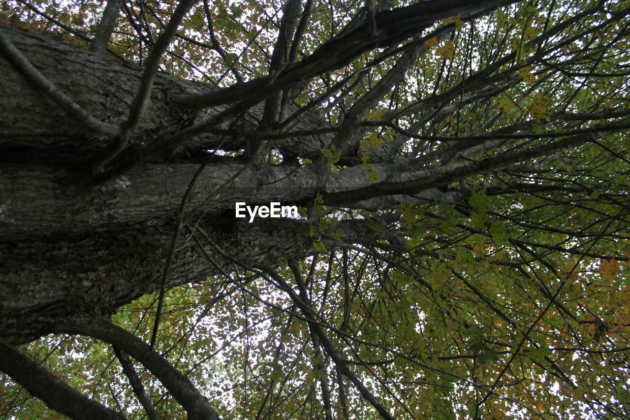 LOW ANGLE VIEW OF TREES IN FOREST