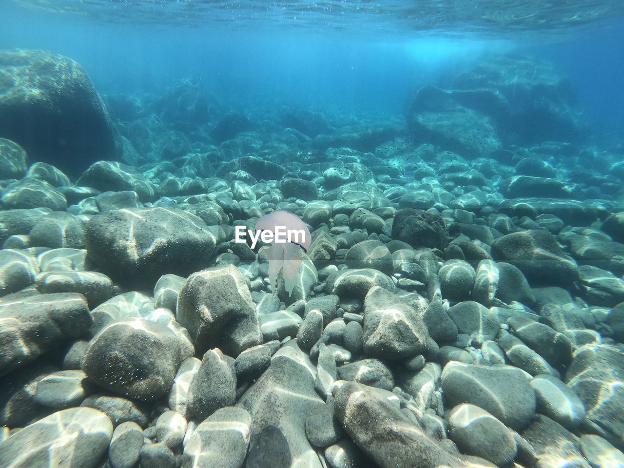 View of jellyfish in sea