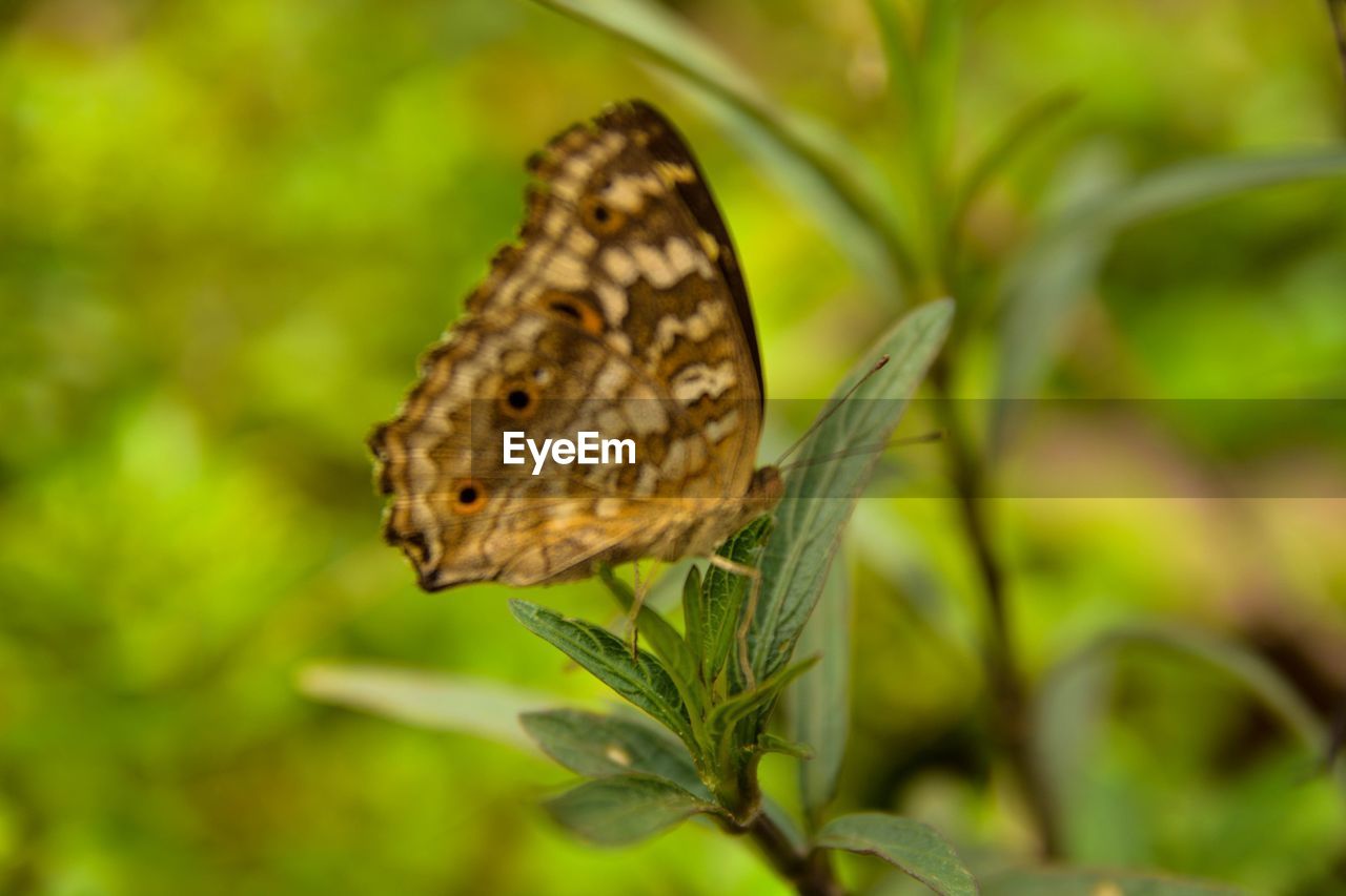 BUTTERFLY PERCHING ON LEAF