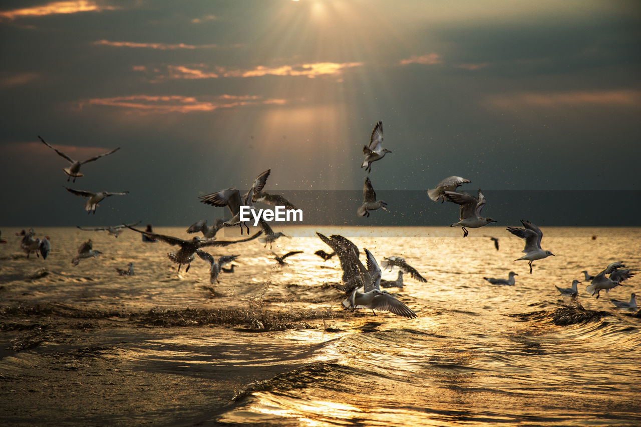 SEAGULLS FLYING OVER BEACH