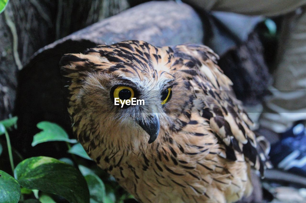 CLOSE-UP PORTRAIT OF EAGLE OUTDOORS