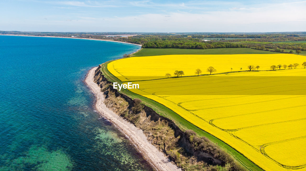 Rapeseed field blooming directly next to the blue baltic sea during spring in northern germany.