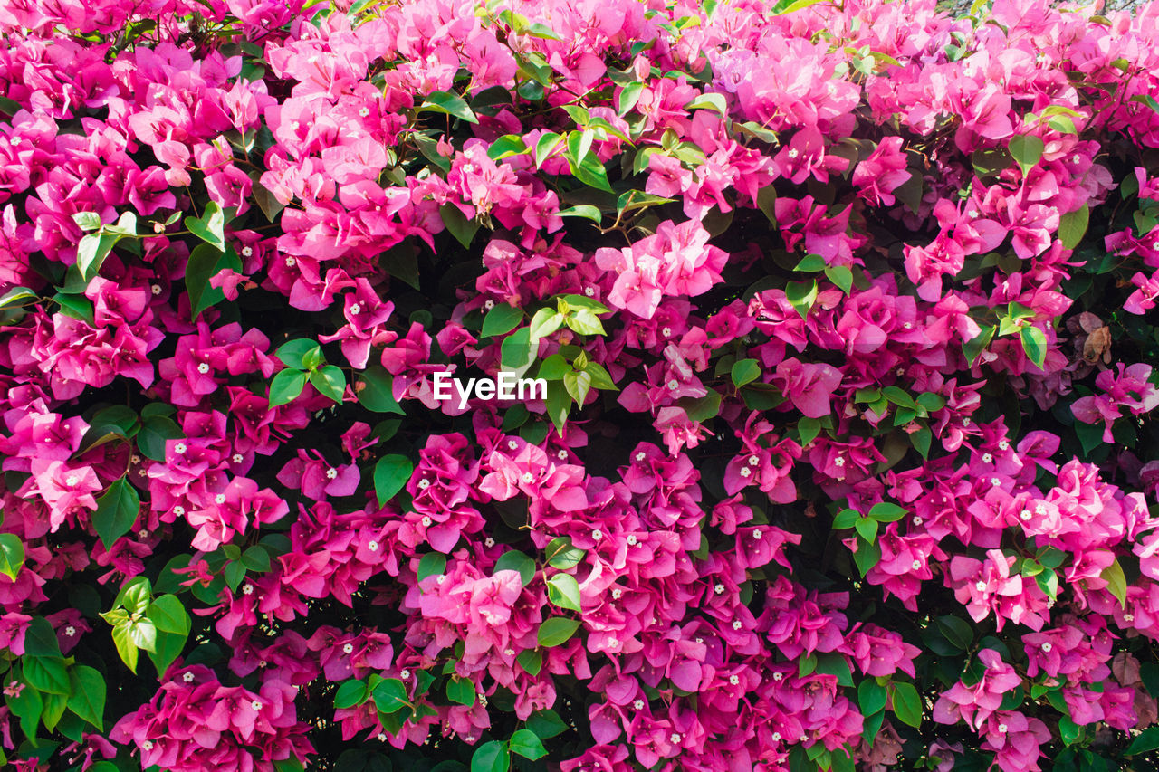 Full frame shot of pink flowers blooming outdoors