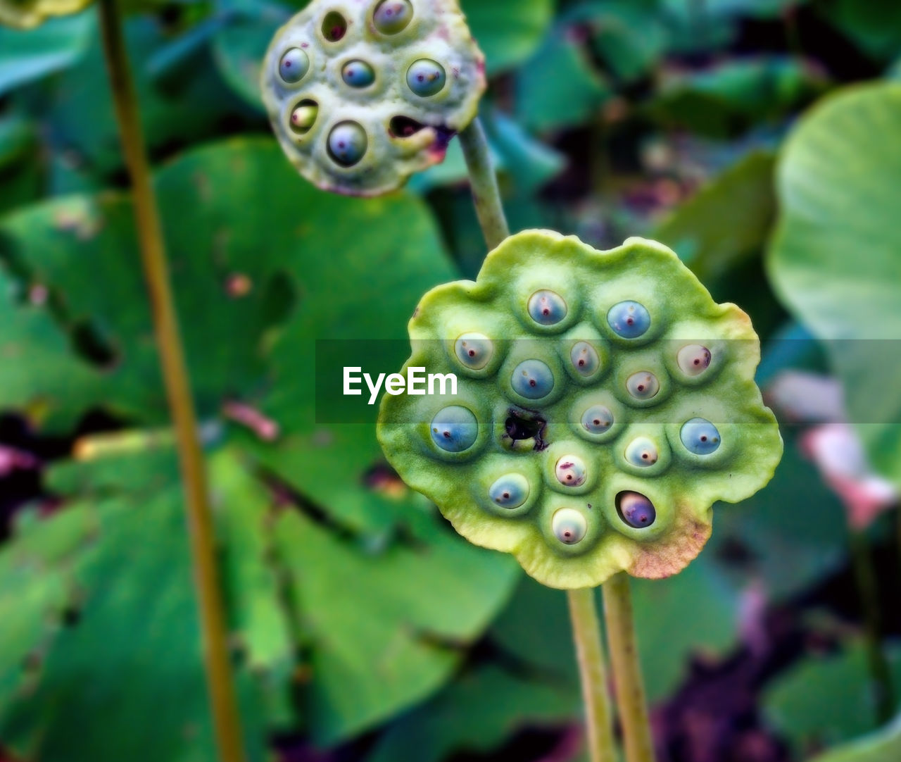 CLOSE-UP OF LOTUS WATER LILY