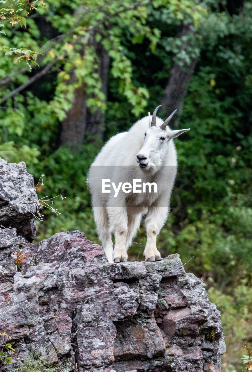 close-up of goat standing on rock