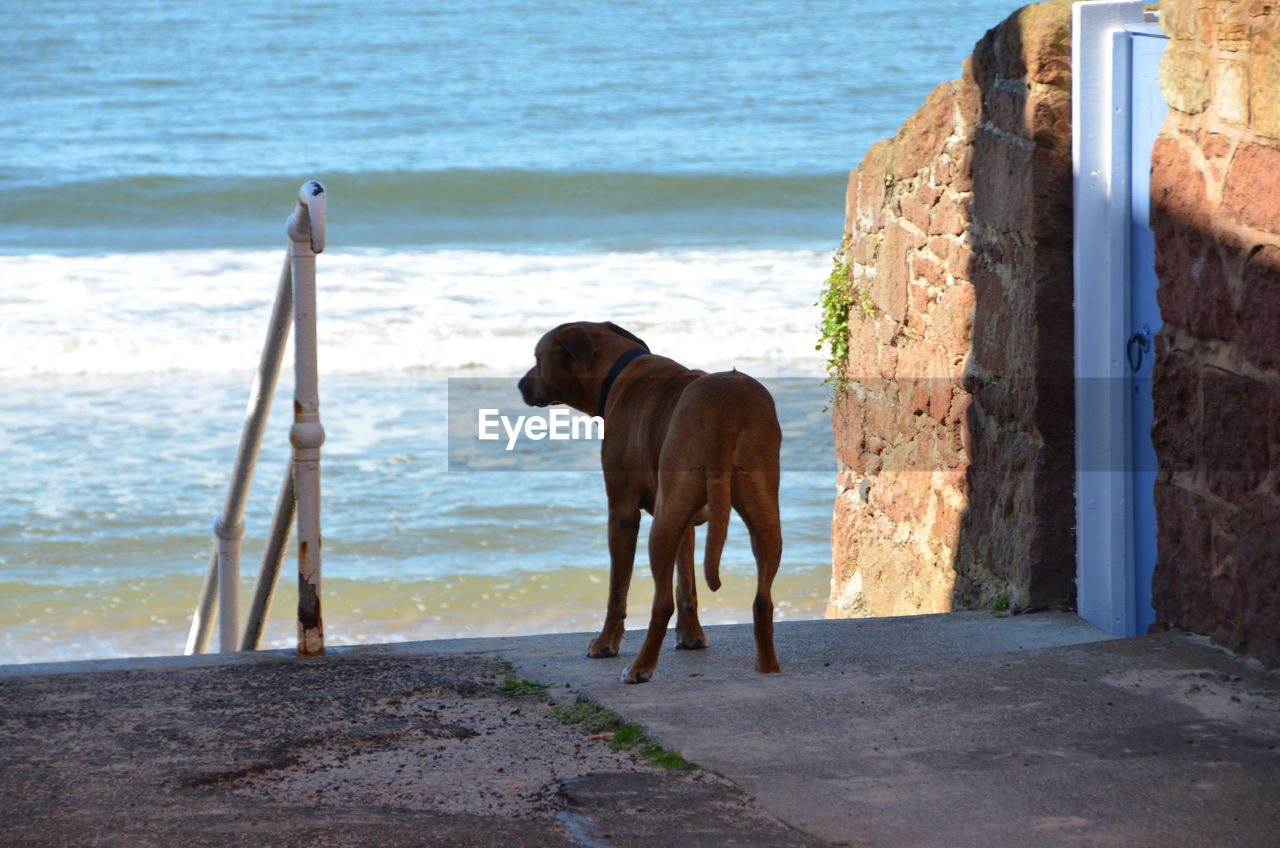 Dog standing by railing against sea