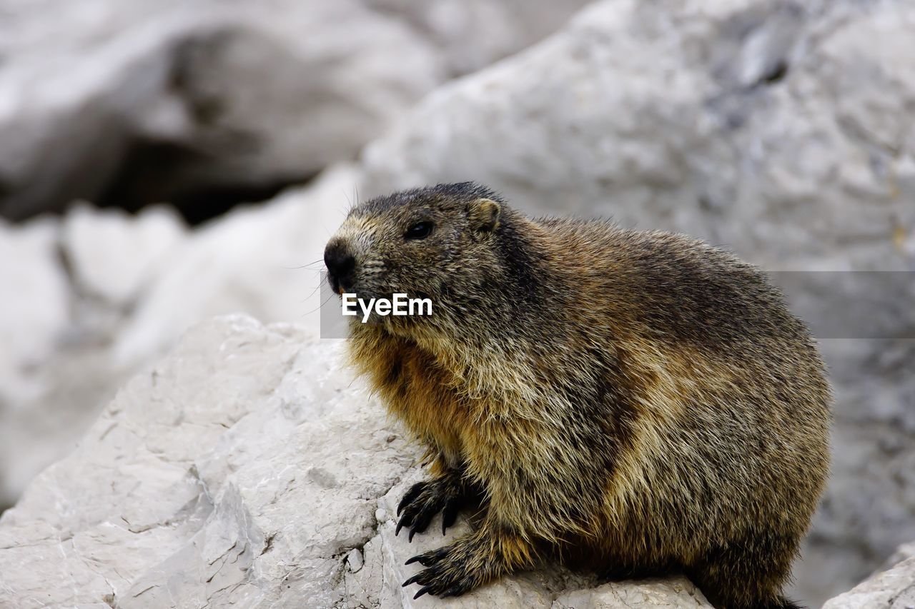 Close-up of marmot on rock