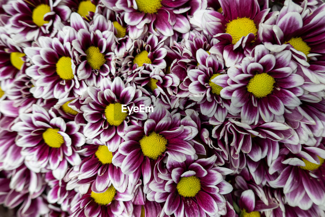 FULL FRAME SHOT OF PURPLE DAHLIA FLOWERS