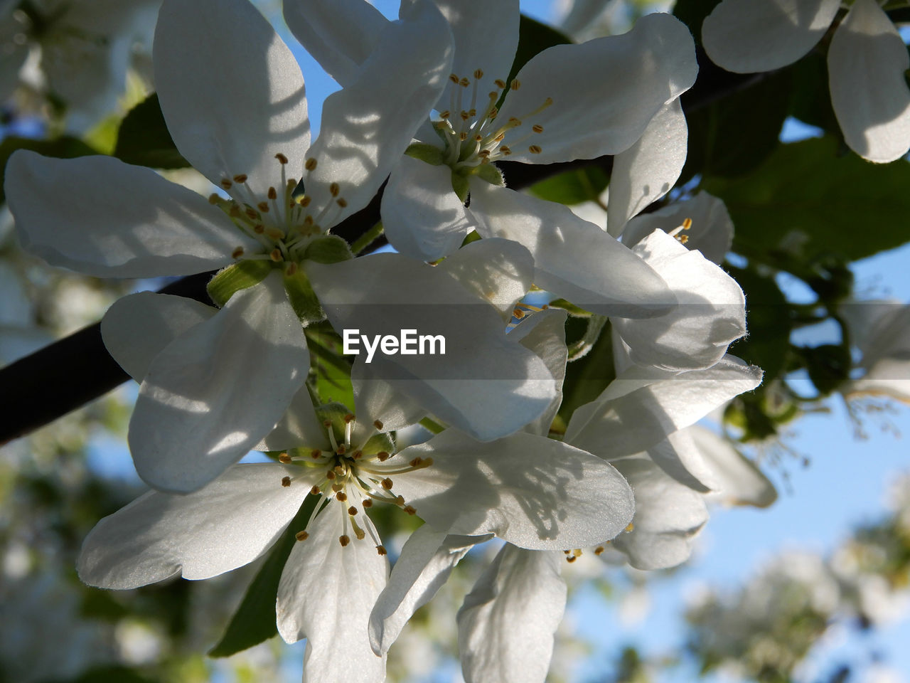 CLOSE-UP OF WHITE CHERRY BLOSSOM