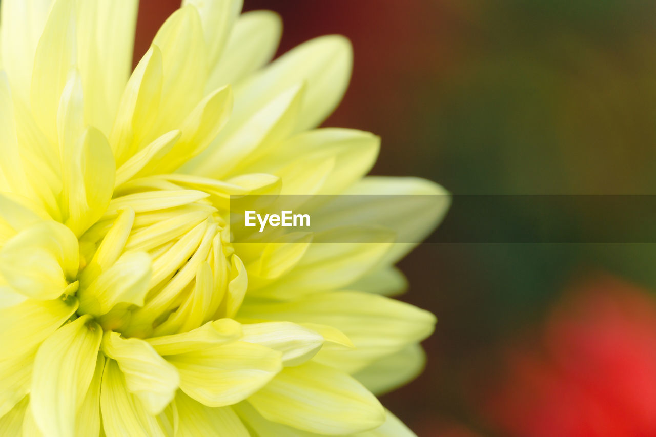 CLOSE-UP OF YELLOW ROSE FLOWER