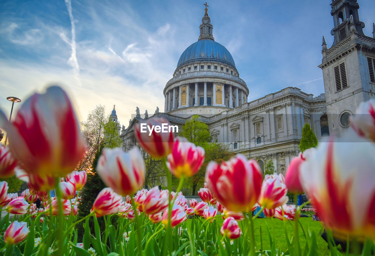 VIEW OF TULIPS AGAINST BUILDINGS