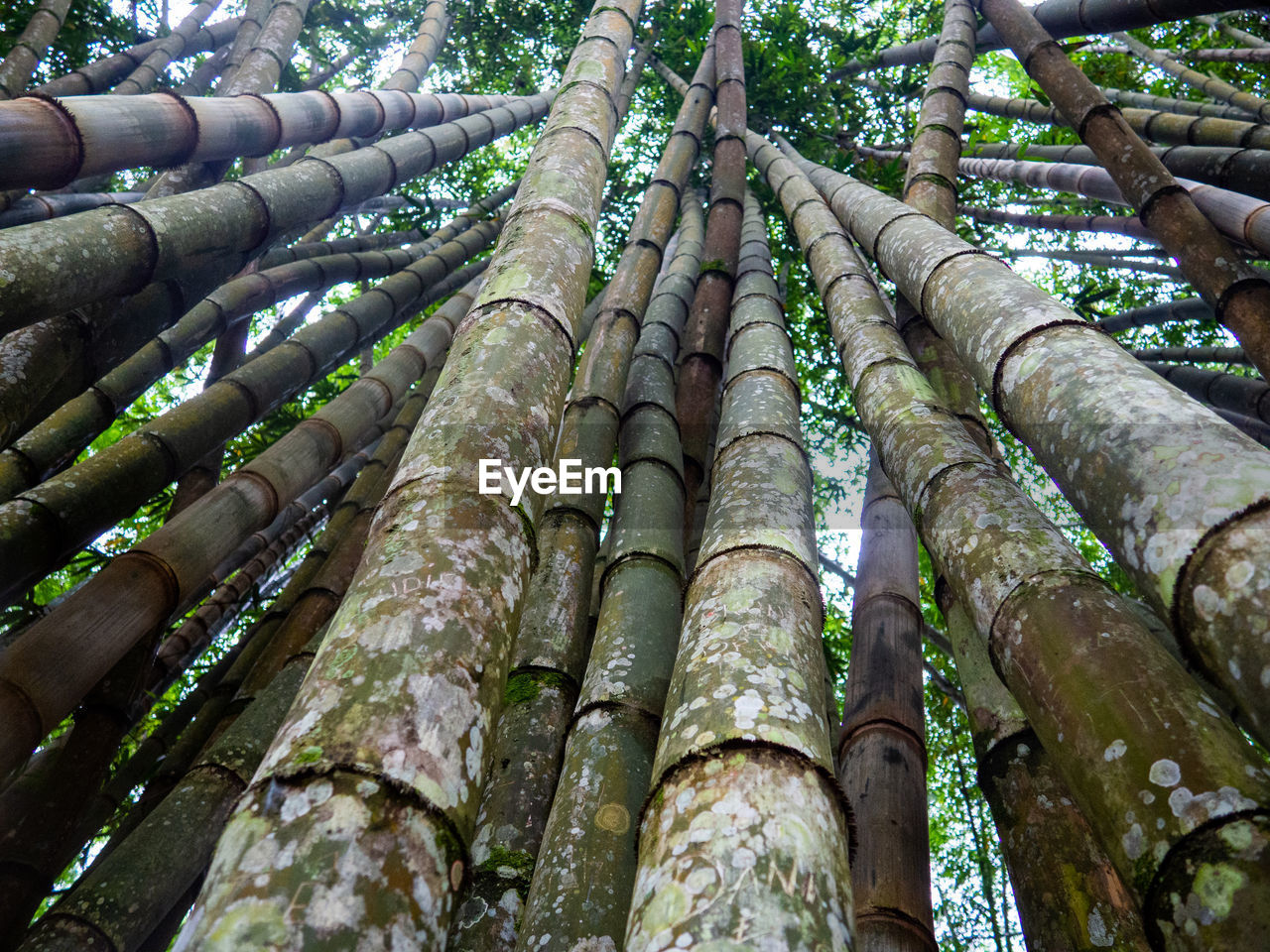 LOW ANGLE VIEW OF BAMBOO TREE