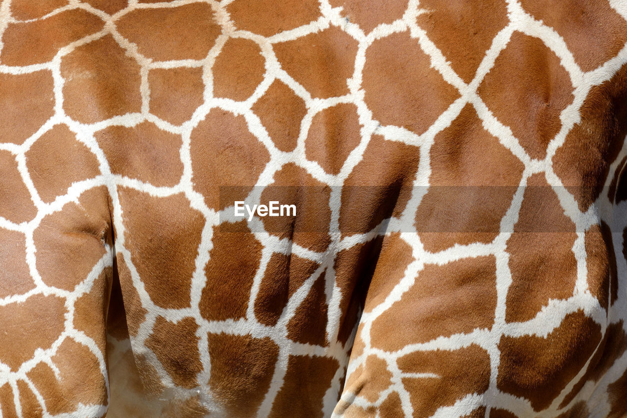 giraffe, full frame, pattern, no people, backgrounds, close-up, animal, mammal, textured, day