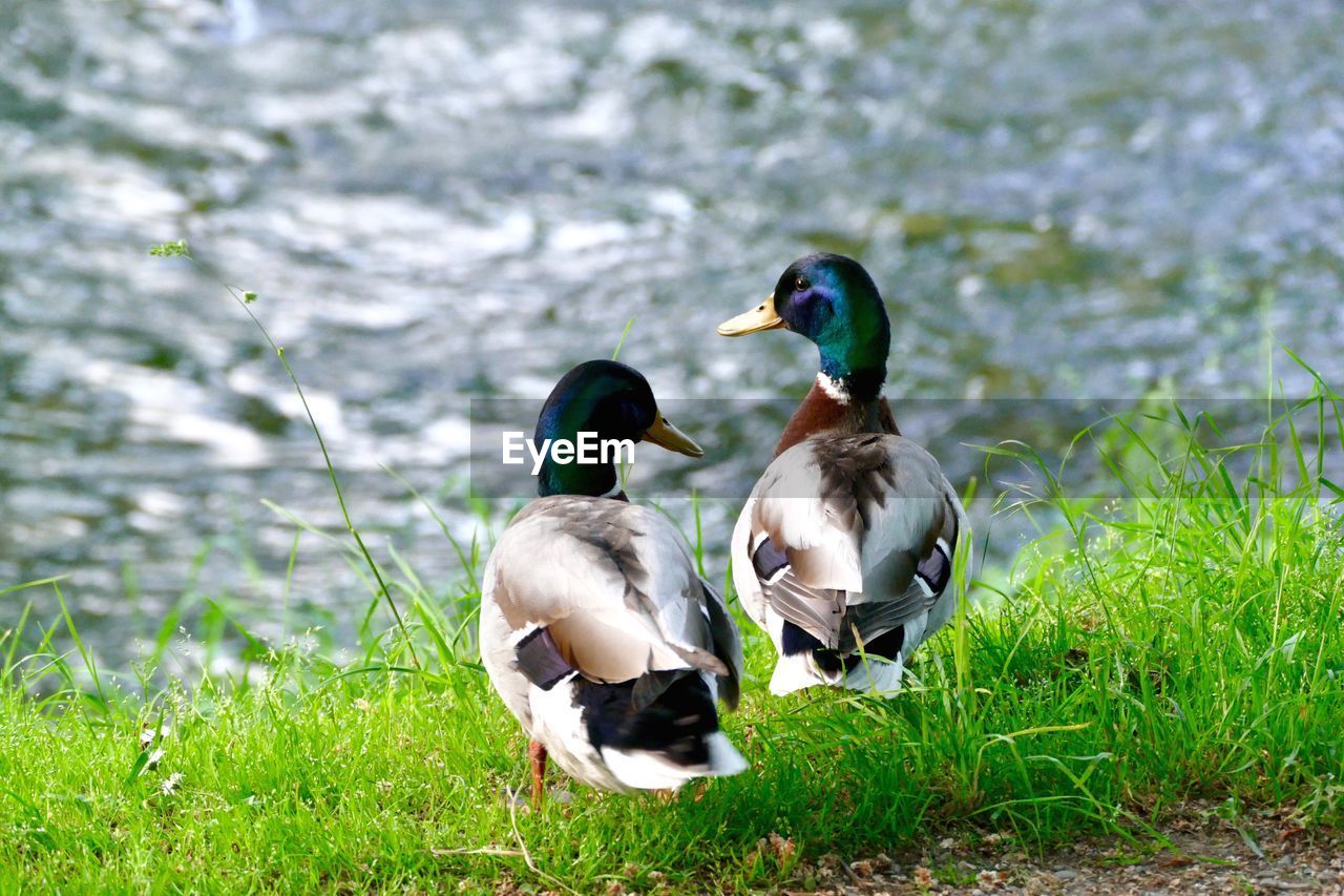 TWO DUCKS IN A LAKE