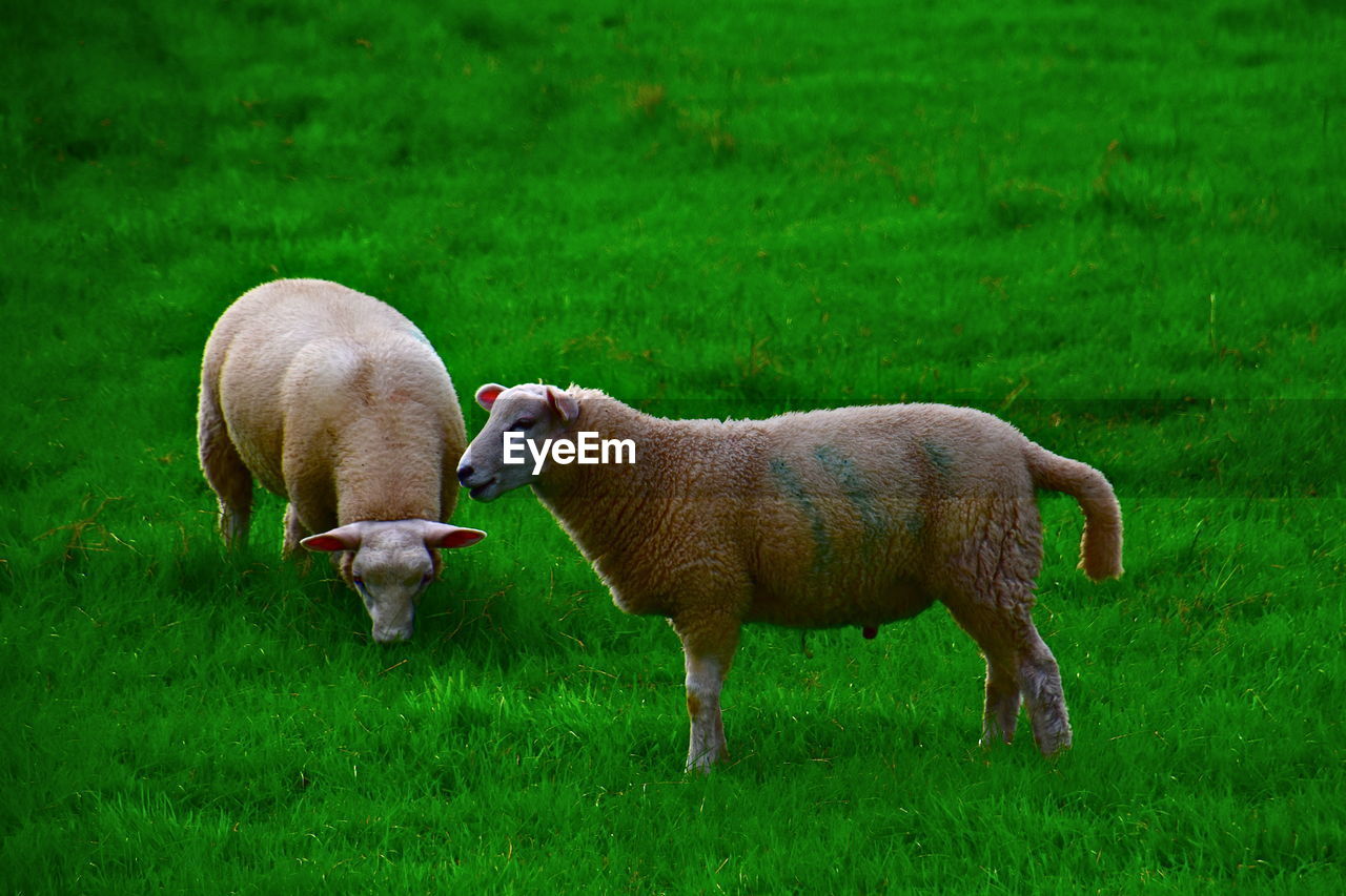 Sheep grazing on field