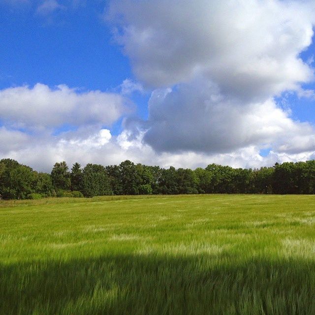 TREES ON GRASSY FIELD AGAINST CLOUDY SKY