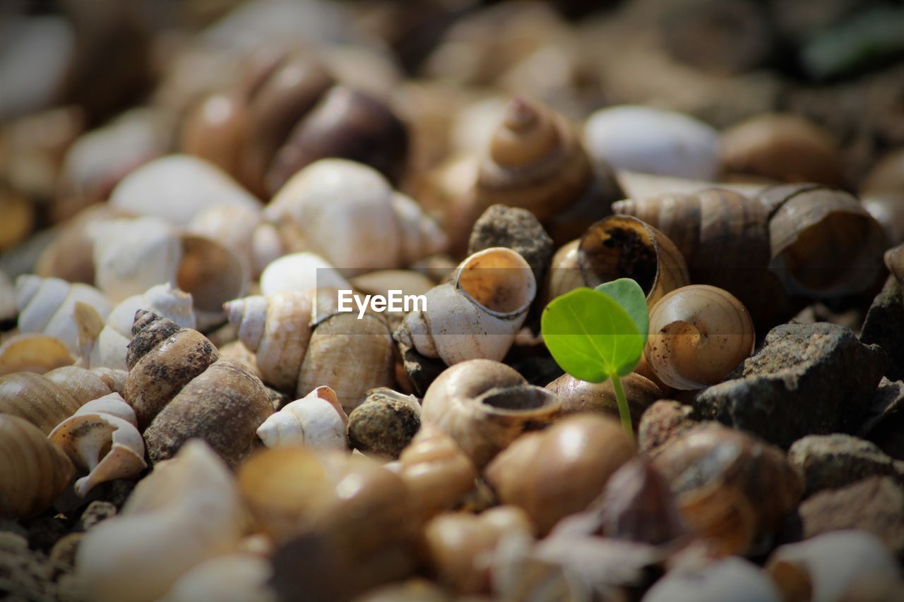 Close-up of seedling growing amidst seashells