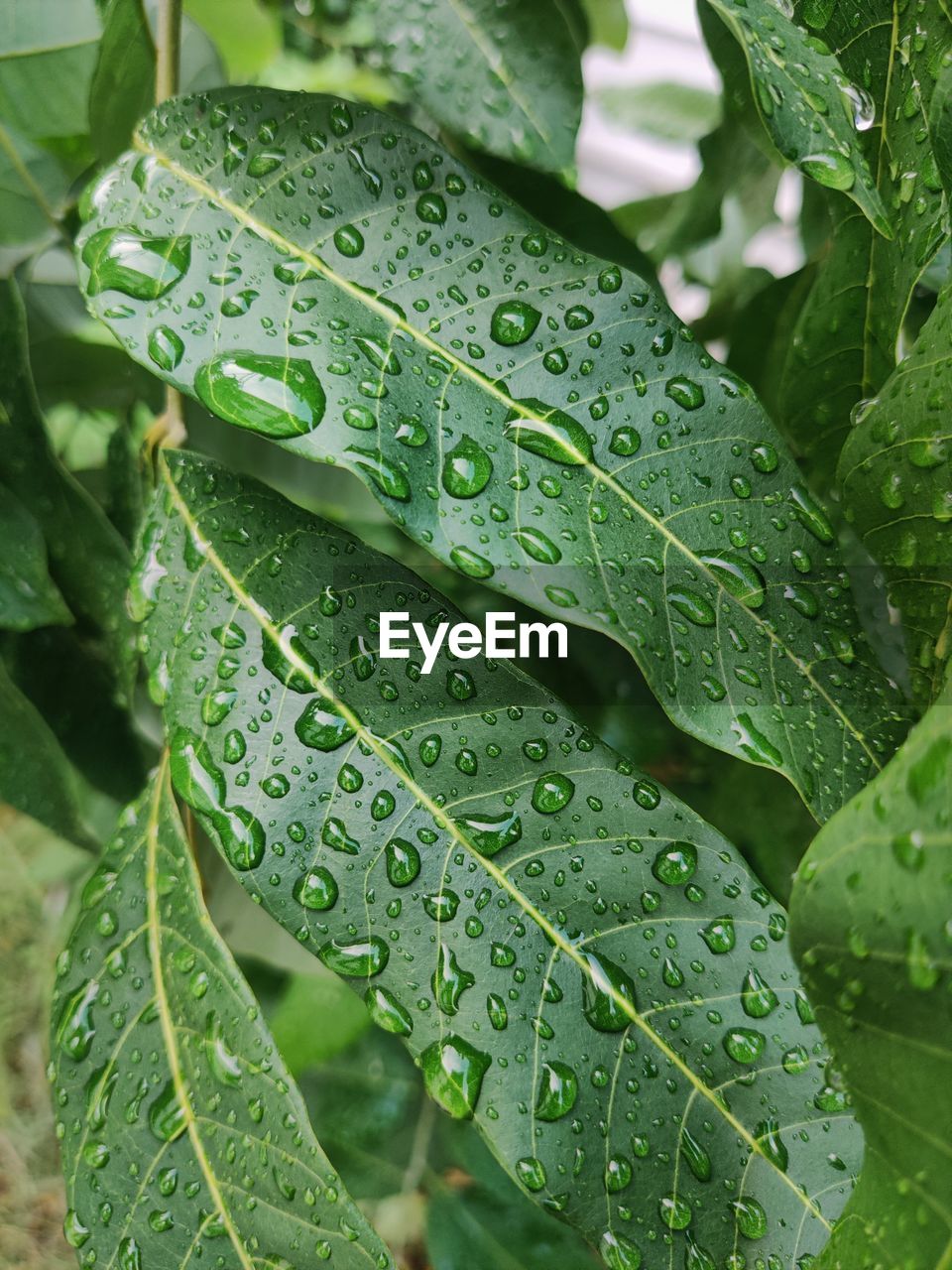 leaf, plant part, drop, green, wet, plant, water, growth, nature, close-up, rain, beauty in nature, freshness, dew, no people, raindrop, leaf vein, flower, day, outdoors, produce, environment, focus on foreground, food and drink
