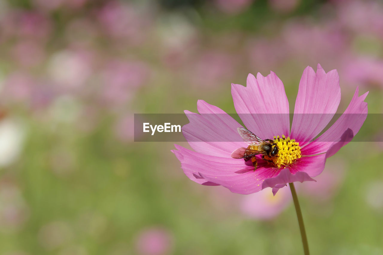 BEE POLLINATING FLOWER