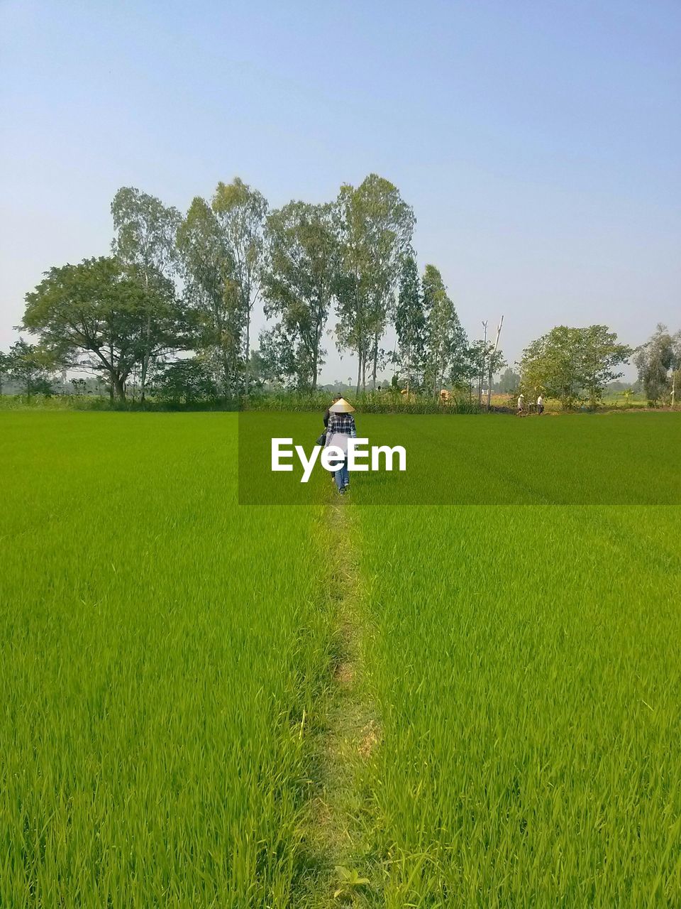 Rear view of woman walking amidst rice paddy