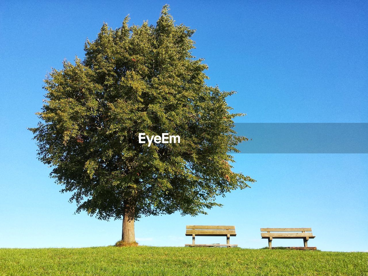 Low angle view of tree on field against clear blue sky