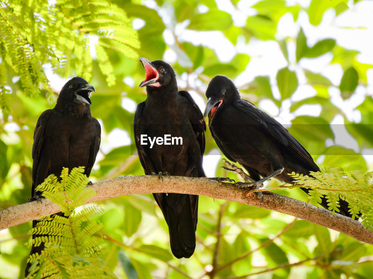 BIRDS PERCHING ON BRANCH