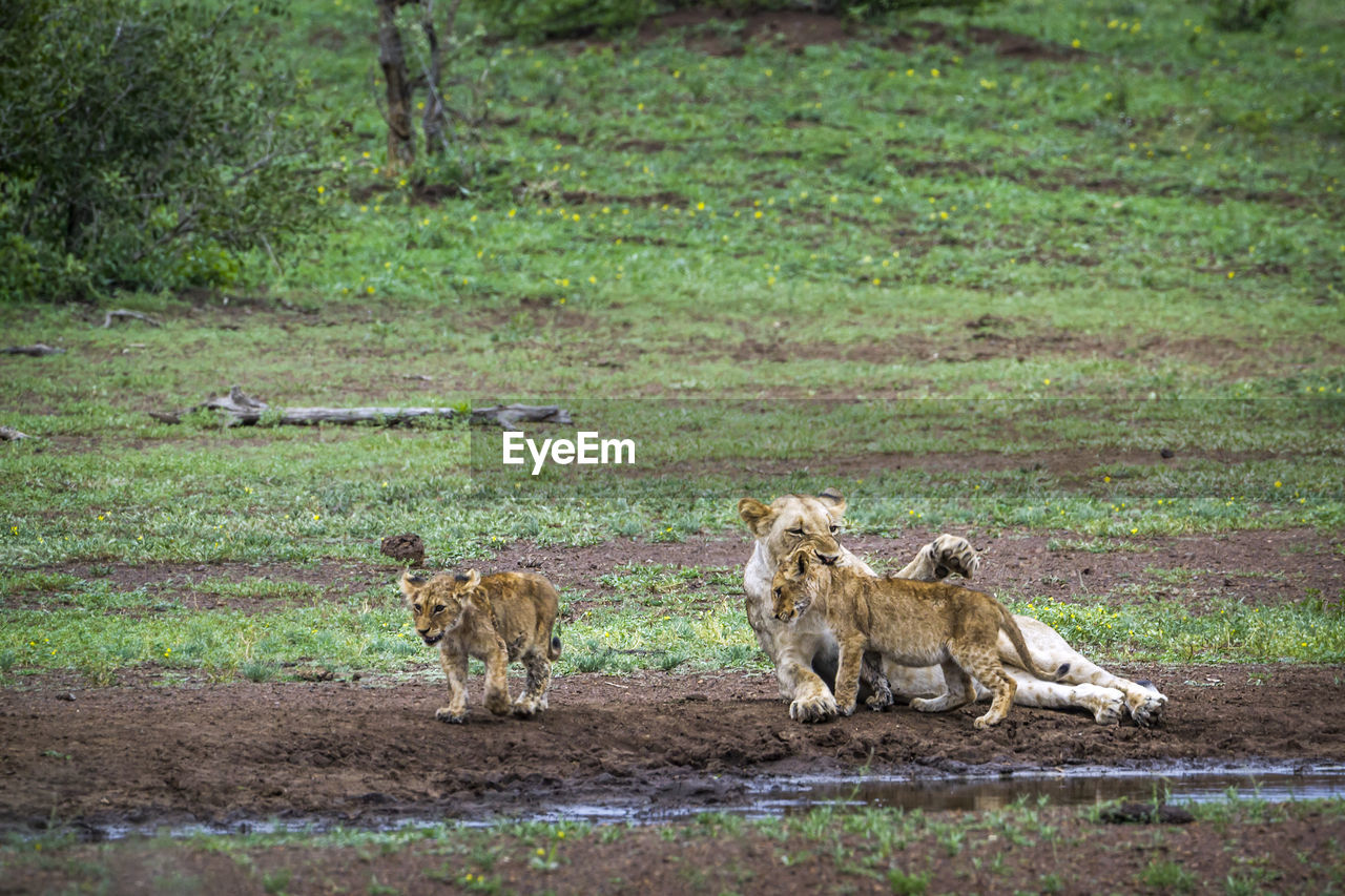 Lioness looking at cubs playing on land