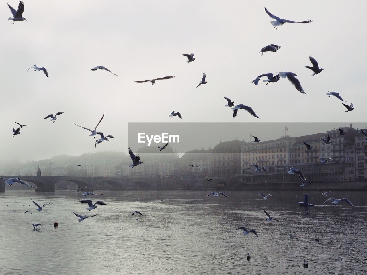 Flock of birds flying over river in city