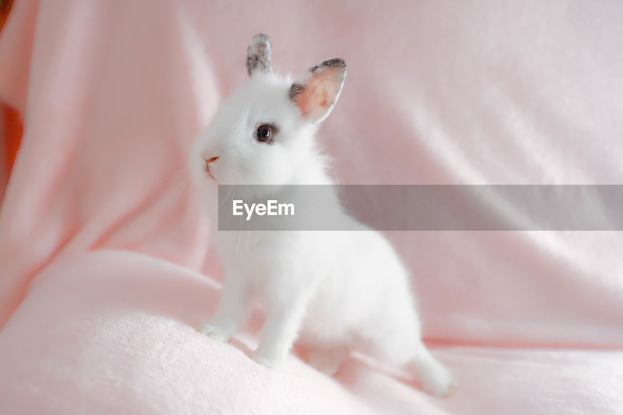 CLOSE-UP OF WHITE CAT ON BED