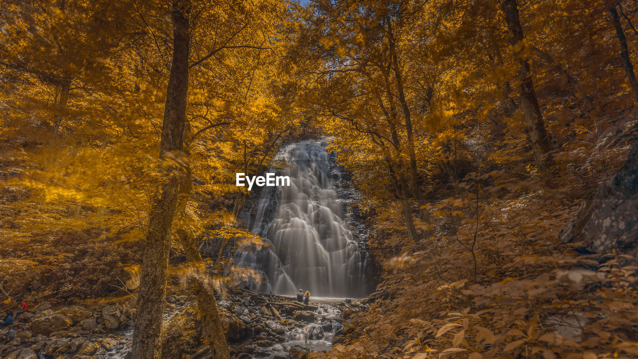 VIEW OF WATERFALL IN FOREST