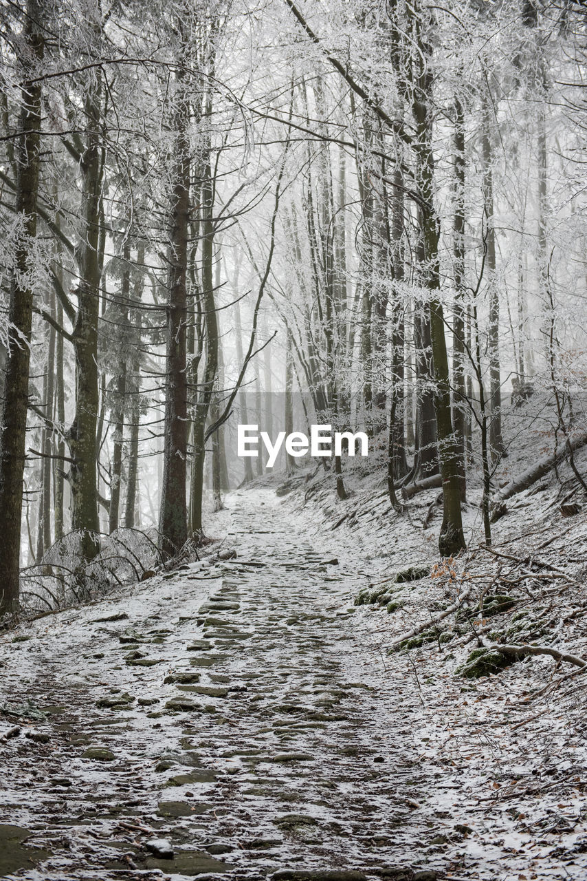 Road amidst trees in forest during winter