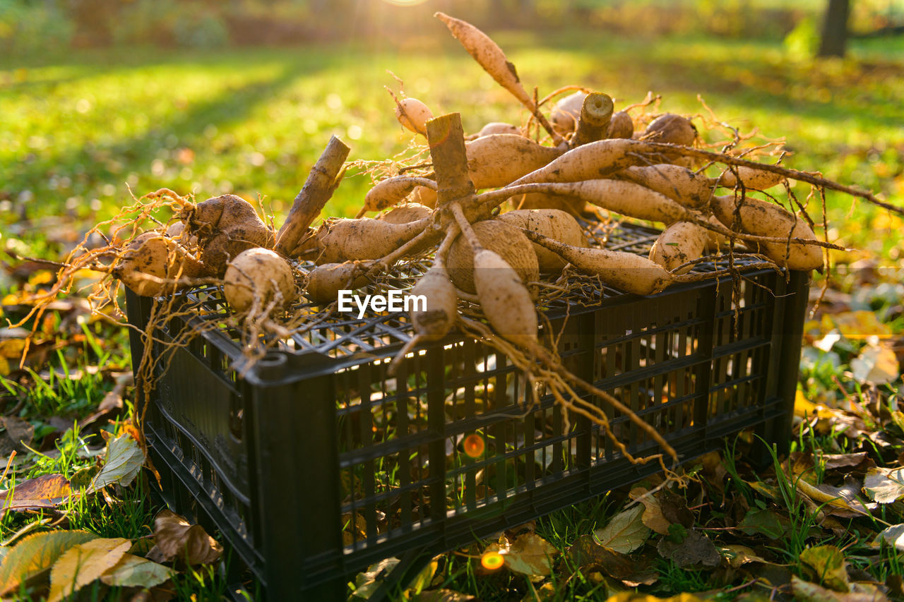 Lifted and washed dahlia tubers drying in afternoon autumn sun before storage for winter.