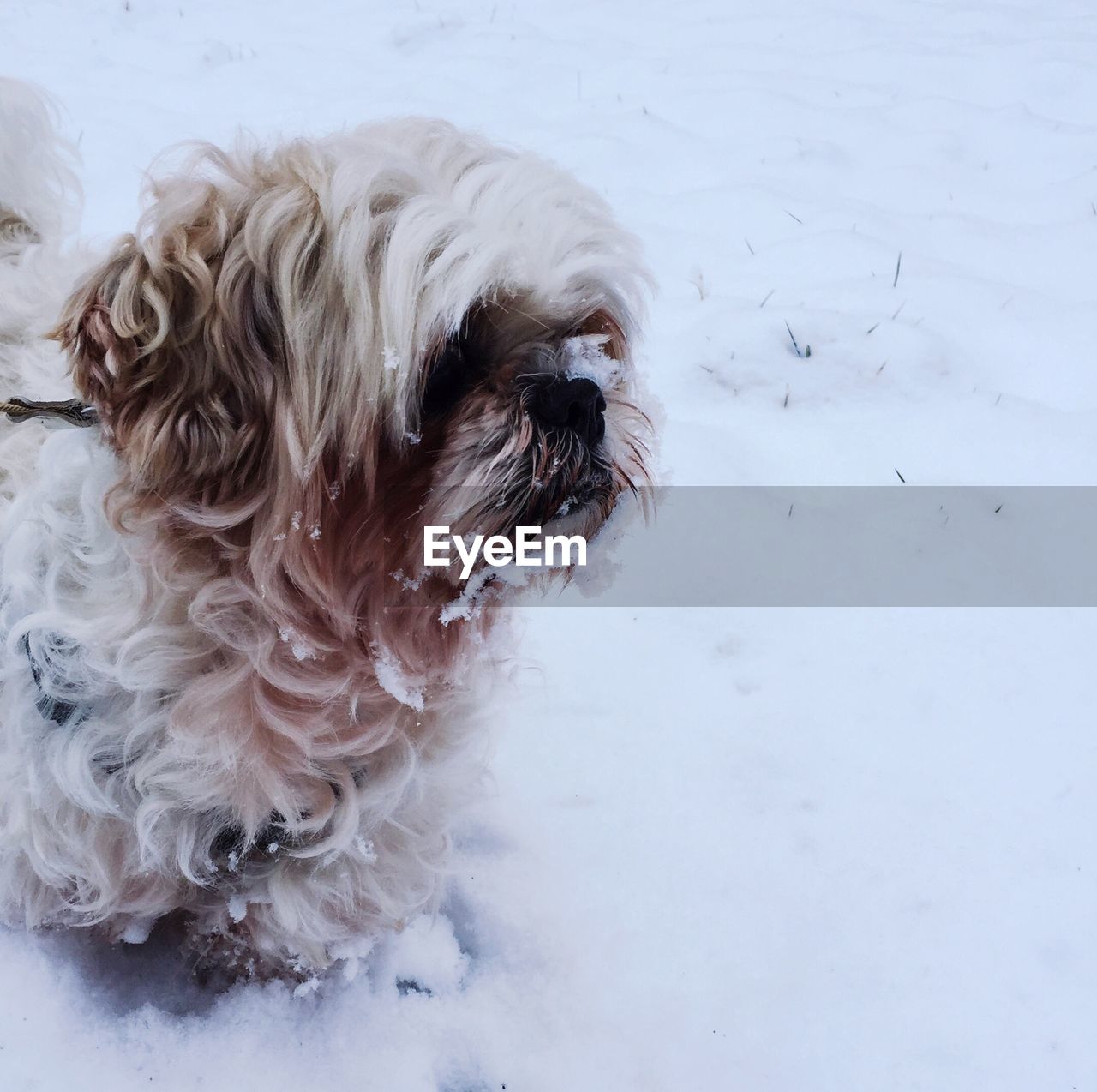 HIGH ANGLE VIEW OF DOG ON FLOOR