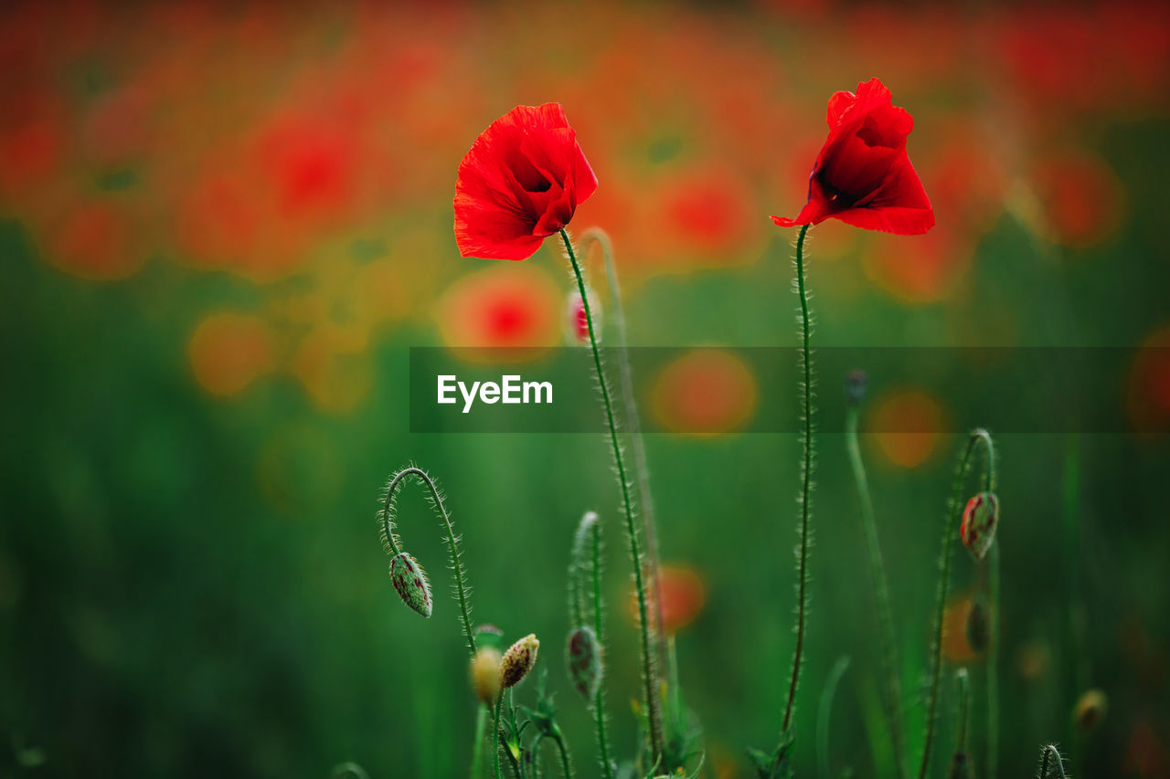 close-up of red flower