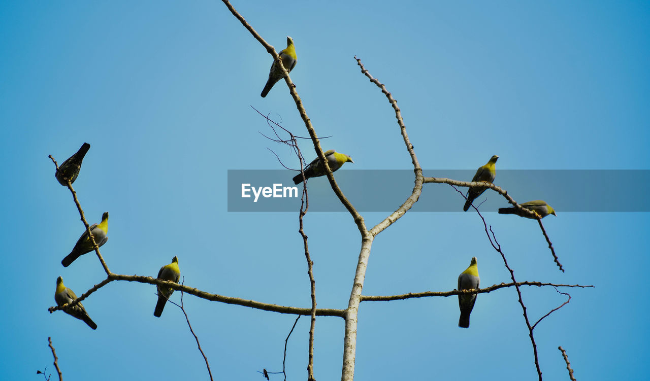 Low angle view of bird perching on tree against sky