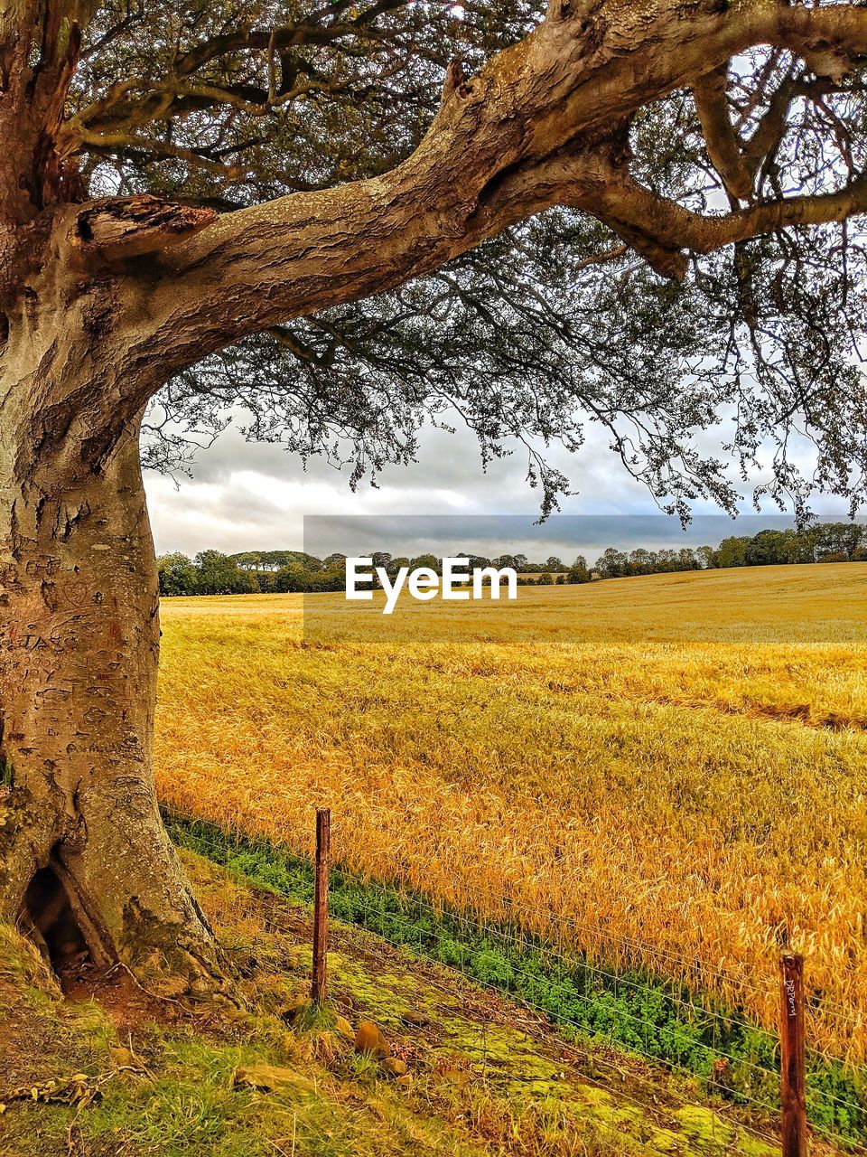 SCENIC VIEW OF AGRICULTURAL FIELD