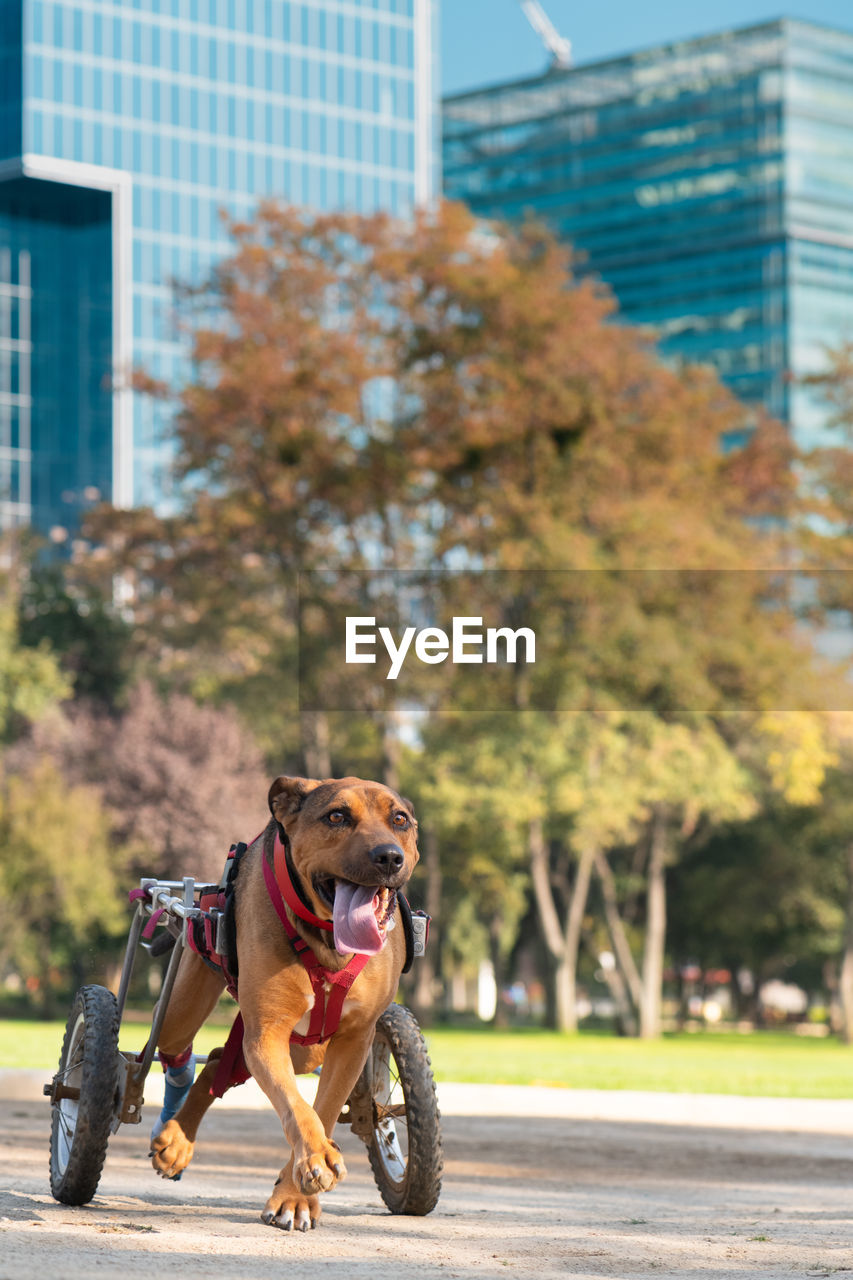 Handicapped dog in wheelchair running at a park