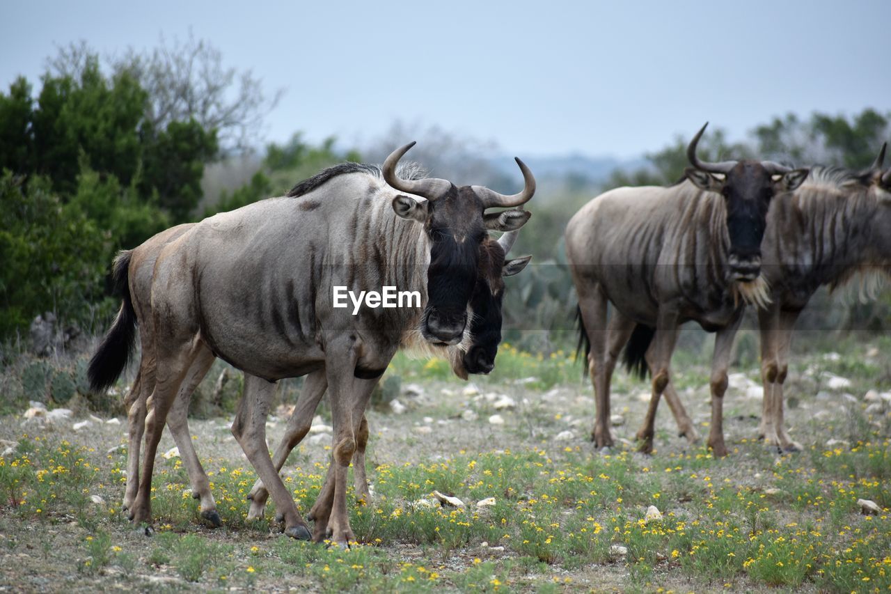 HORSES ON A FIELD