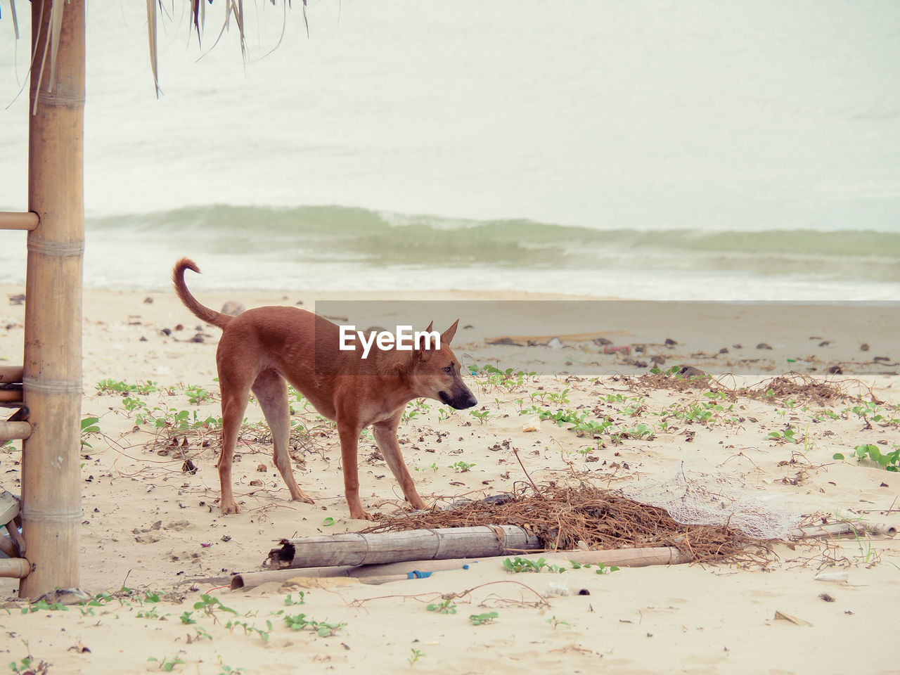 DOG STANDING ON BEACH