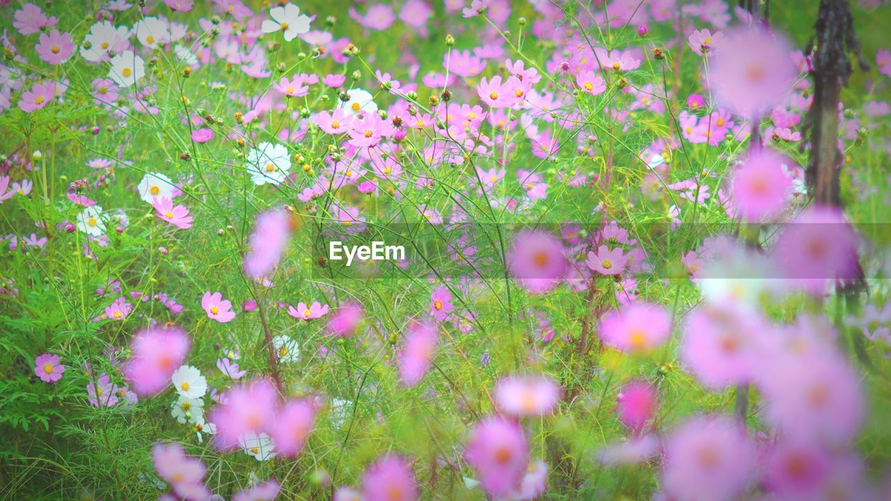 Close-up of pink flowers blooming in field