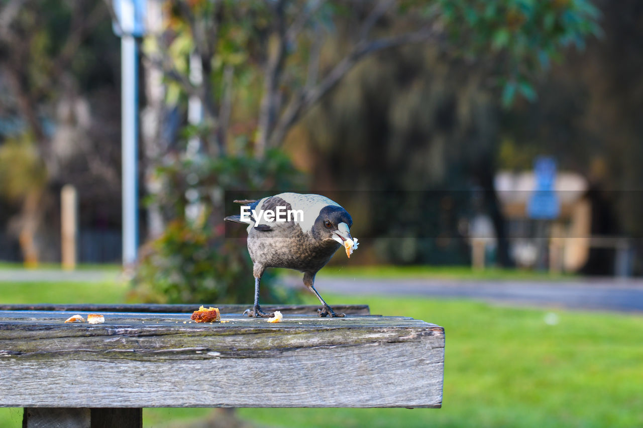 VIEW OF BIRD PERCHING ON WOODEN POST