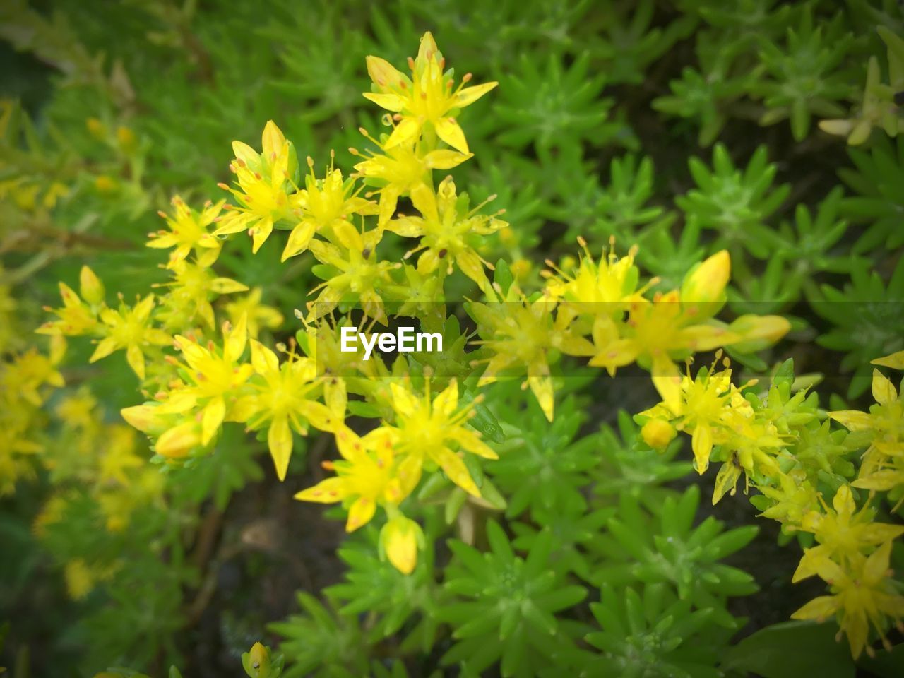 CLOSE-UP OF YELLOW FLOWERS