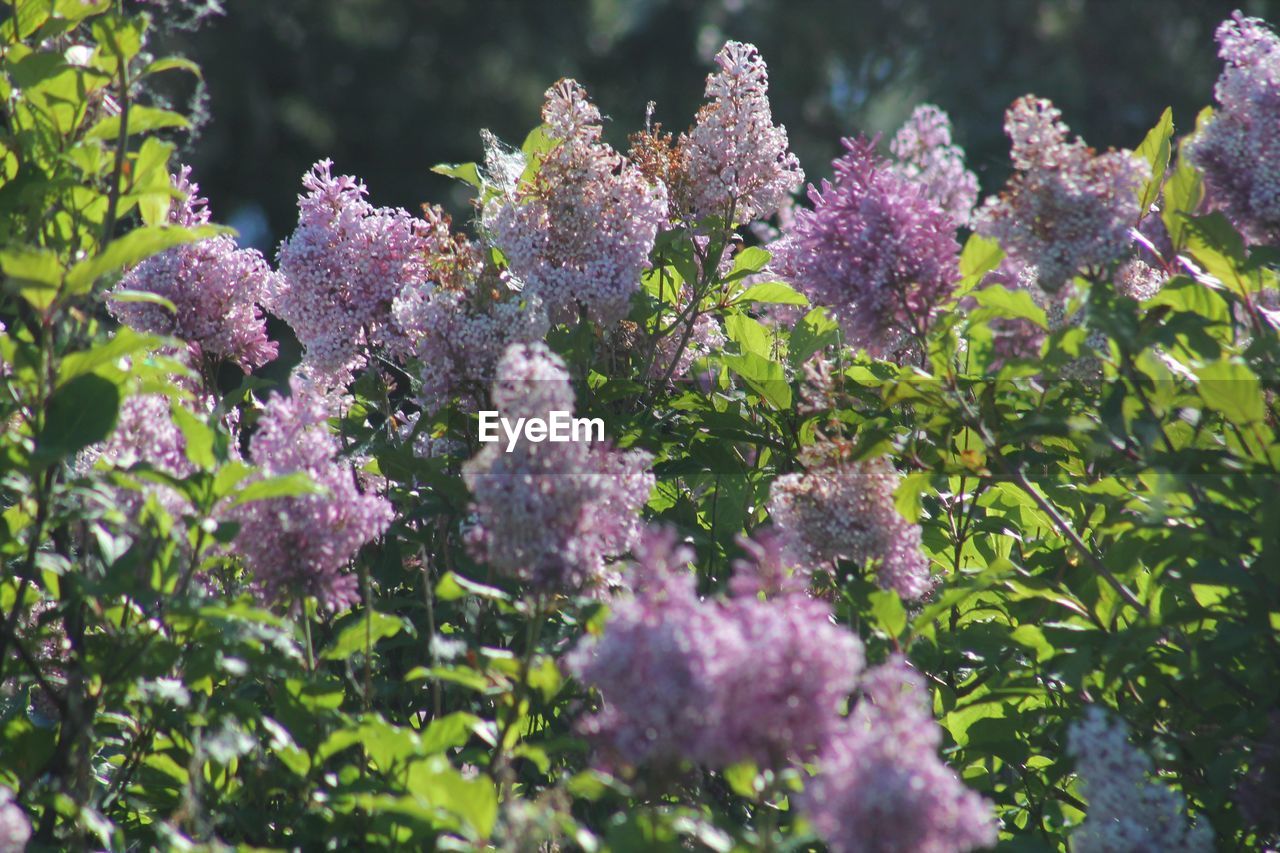 CLOSE-UP OF PURPLE FLOWERING PLANT AGAINST BLURRED BACKGROUND