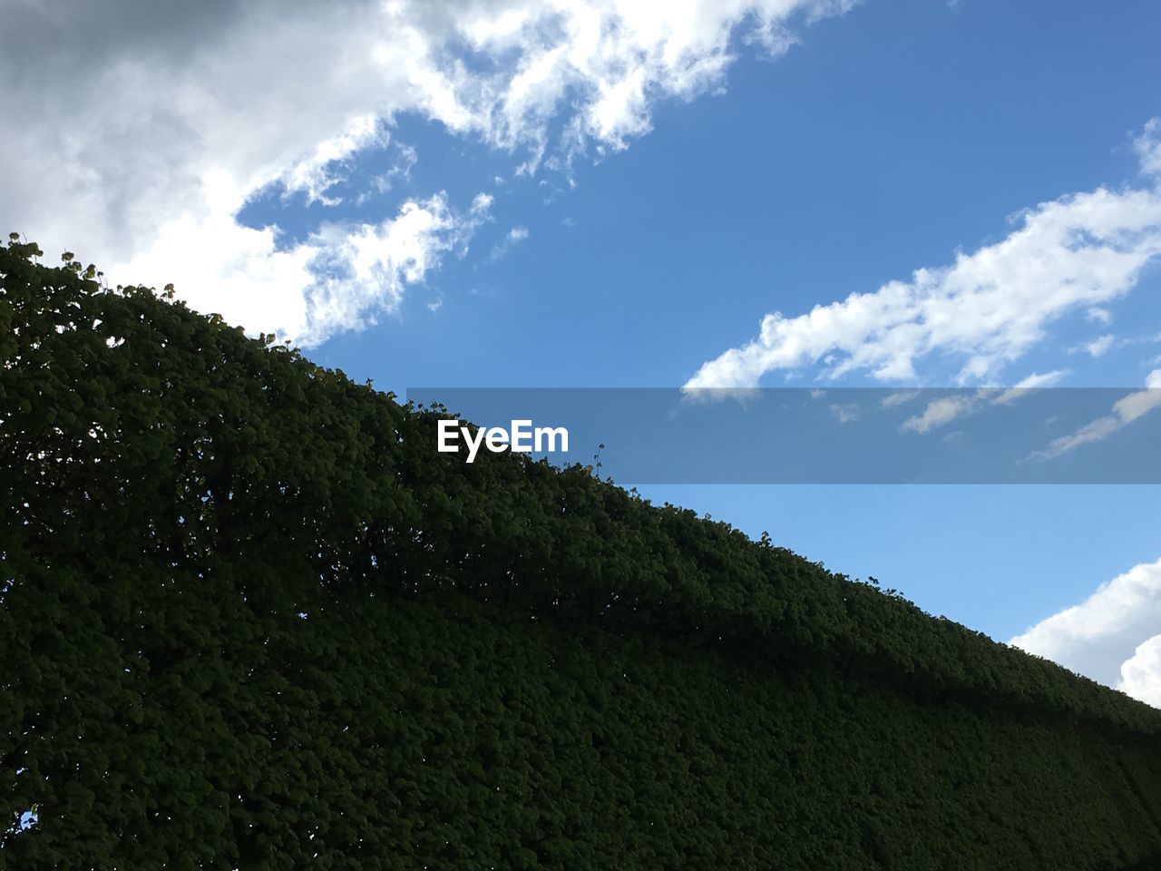 LOW ANGLE VIEW OF TREES AGAINST BLUE SKY