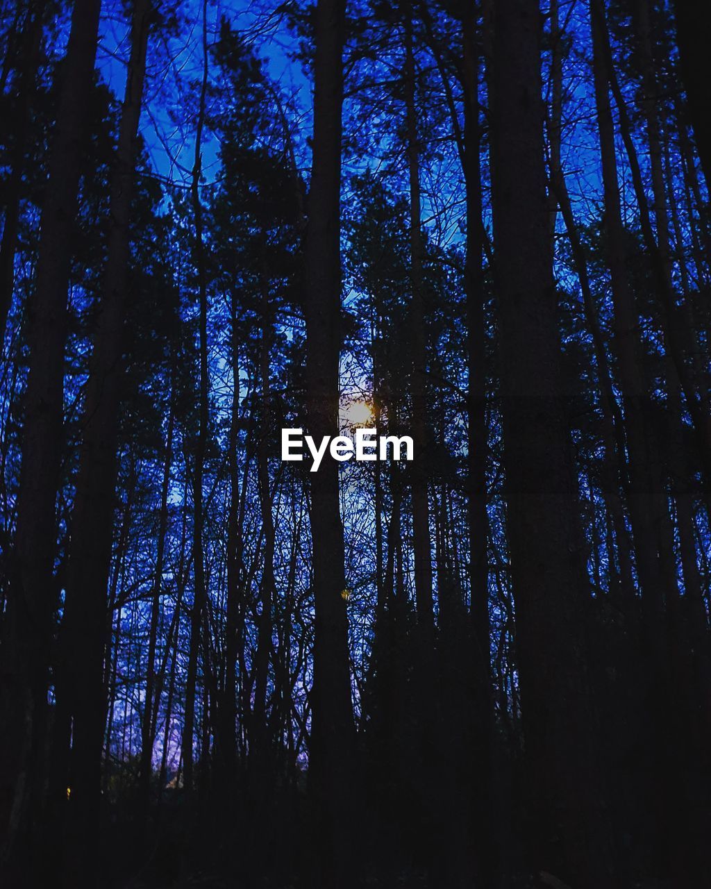 LOW ANGLE VIEW OF TREES AGAINST SKY